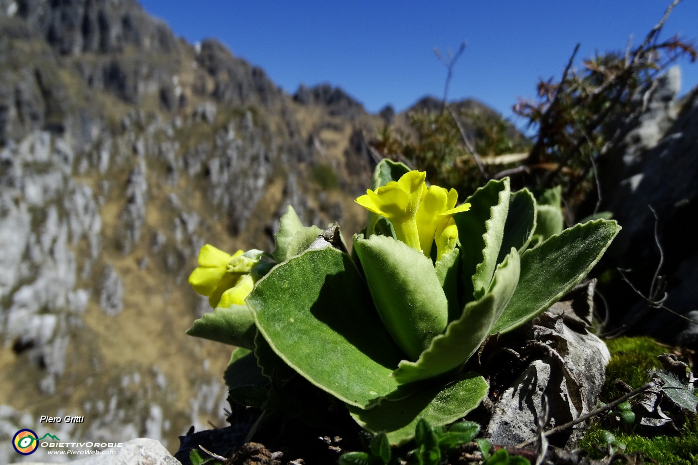 66 Orecchia d'orso con Resegone.JPG
